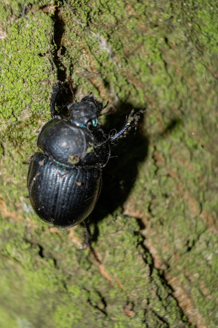 Anoplotrupes stercorosus - erdei álganéjtúró