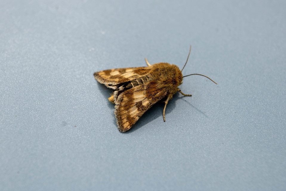 Schinia cardui - keserűgyökér-nappalibagoly