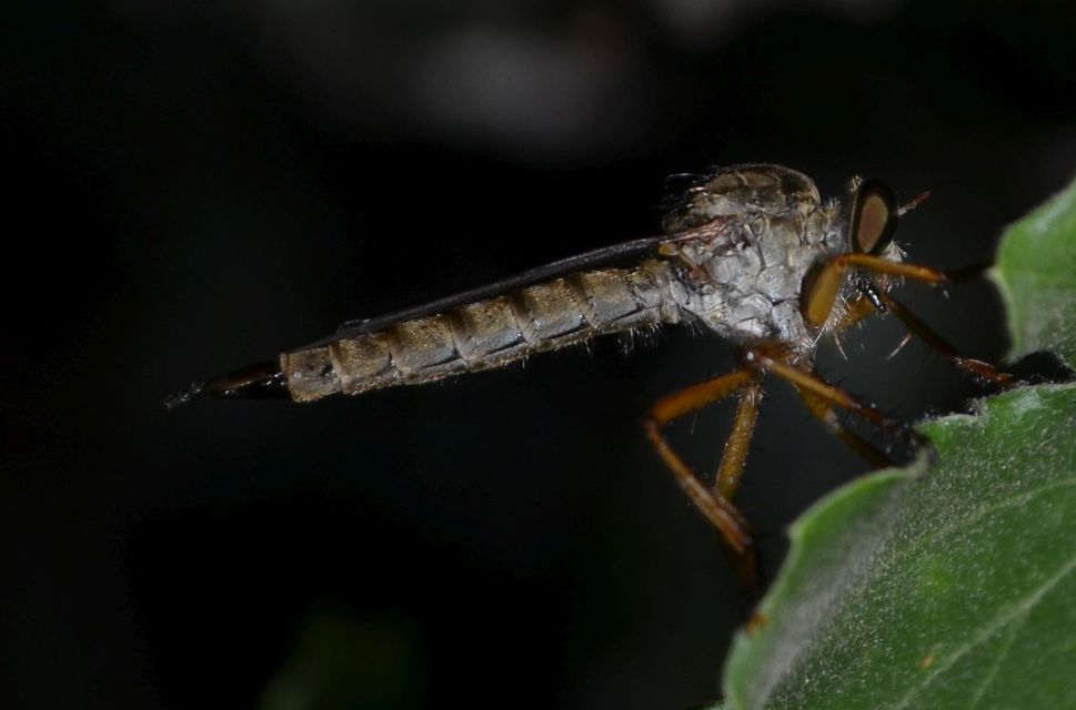 Aneomochtherus