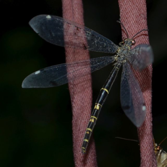 Distoleon tetragrammicus - négyfoltos hangyaleső