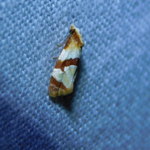 Phalonidia albipalpana - sóvirág-fúrómoly