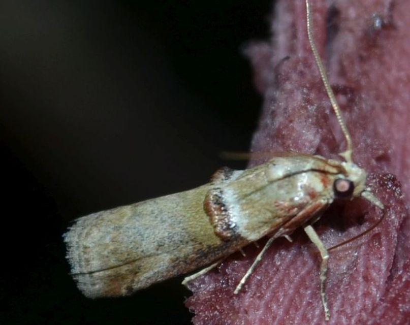Acrobasis tumidana - bordás karcsúmoly