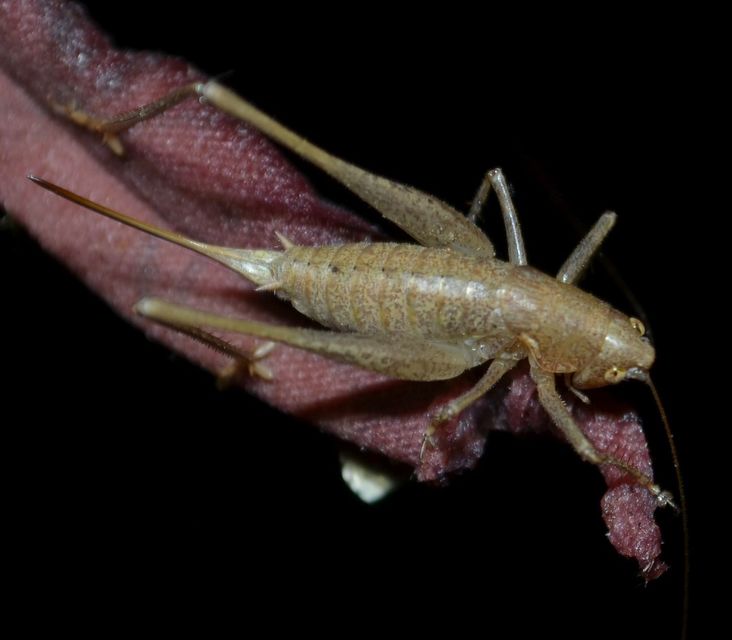 Rhacocleis germanica - német szöcske