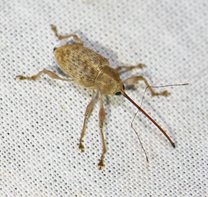 Curculio elephas - gesztenyezsuzsóka