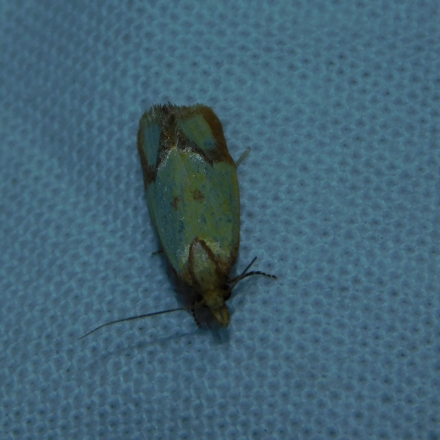 Agapeta zoegana - barnacsíkos sárgamoly