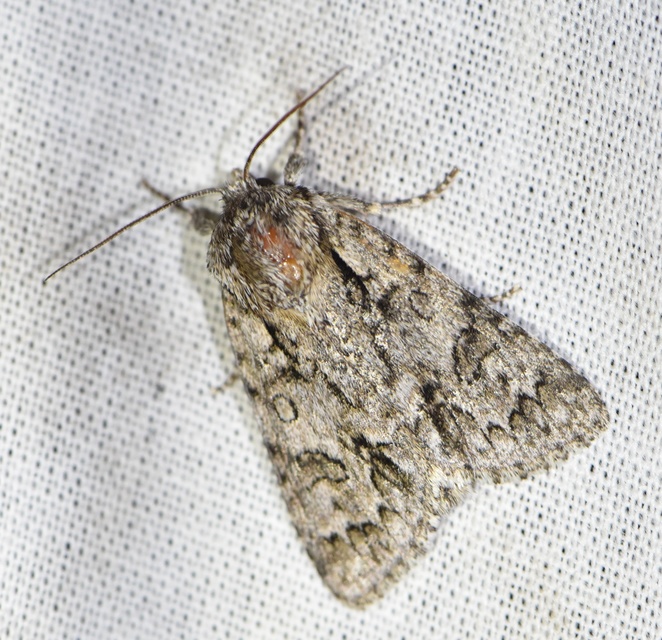 Acronicta auricoma - aranyos szigonyosbagoly