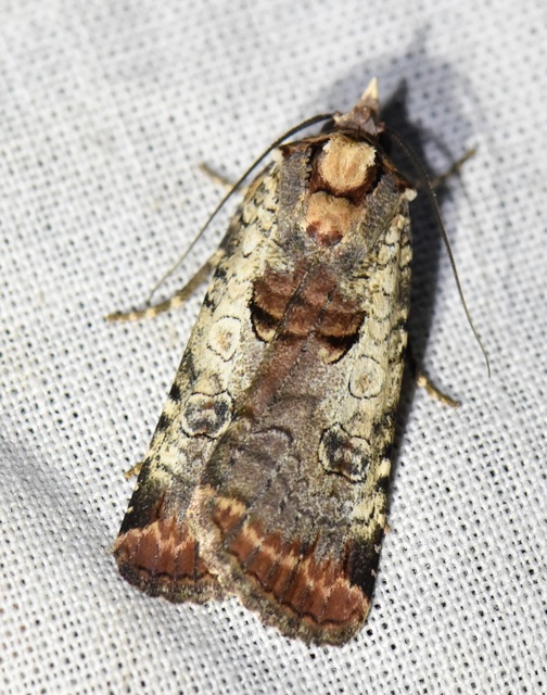 Epilecta linogrisea - karcsú sárgafűbagoly
