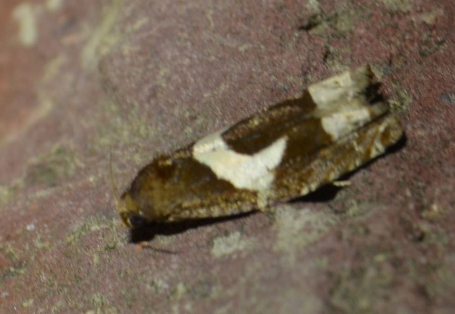 Epiblema foenella - kampósfoltú tükrösmoly
