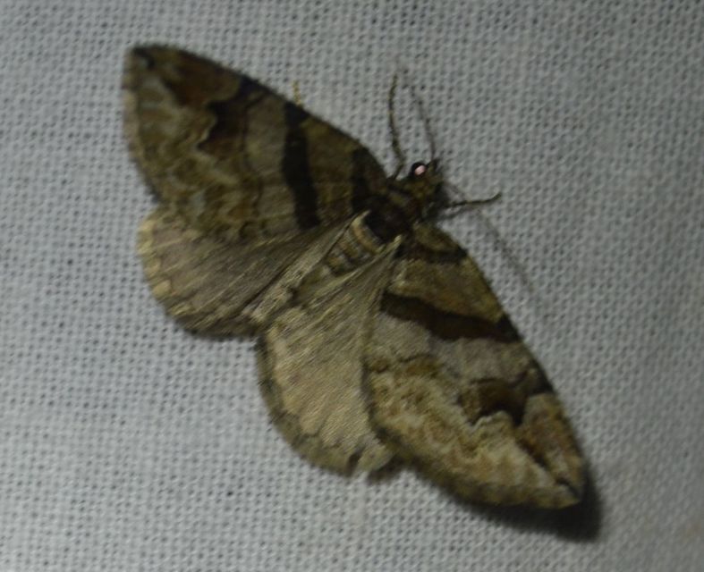 Pareulype berberata - sóskafa-tarkaaraszoló