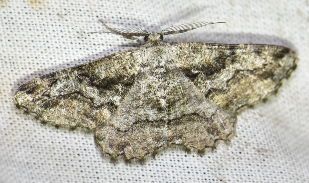 Synopsia sociaria - ürömaraszoló