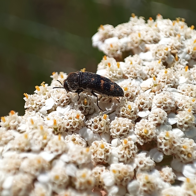 Acmaeoderella flavofasciata - sárgacsíkos zömökdíszbogár