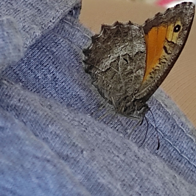 Arethusana arethusa - közönséges szemeslepke