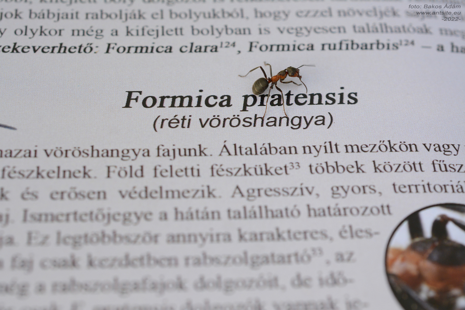 Formica pratensis - réti vöröshangya