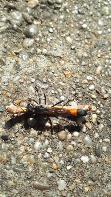 Ammophila sabulosa - homoki hernyóölődarázs