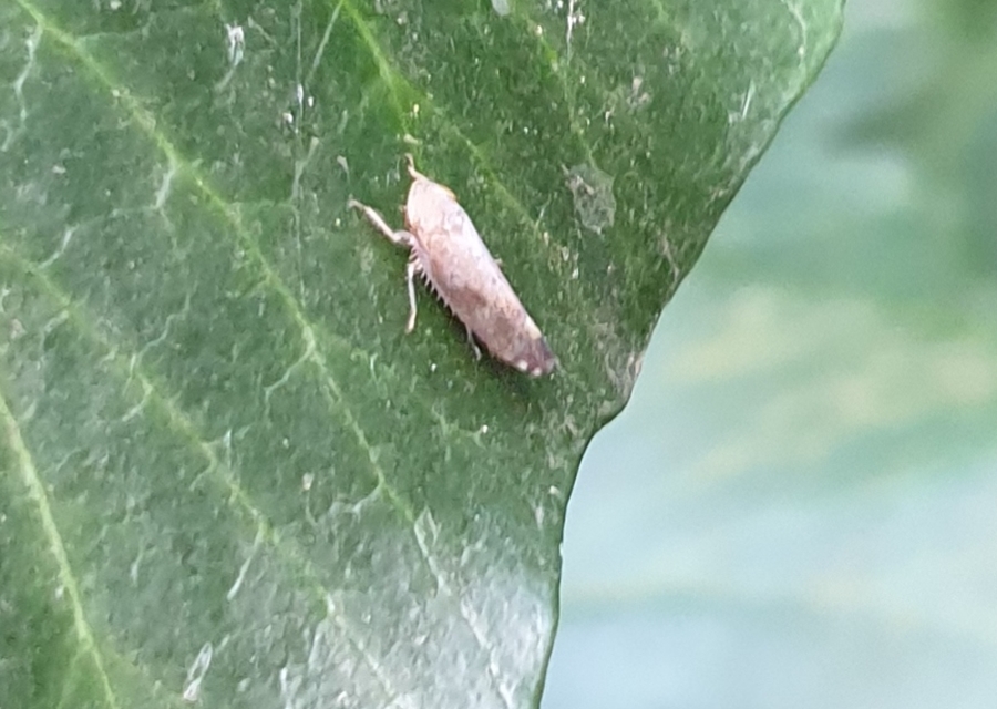 Fieberiella florii