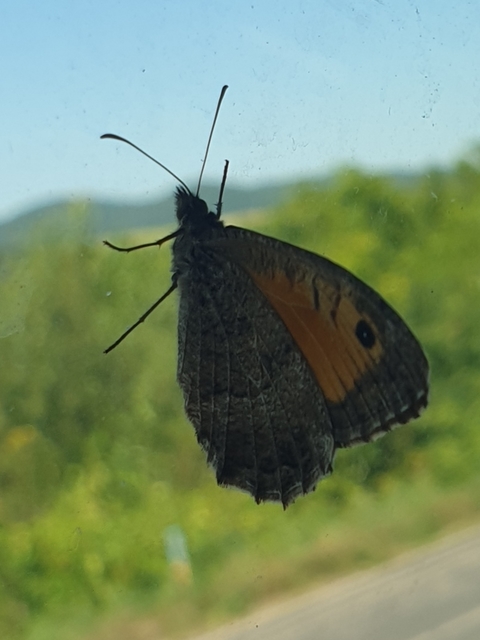 Arethusana arethusa - közönséges szemeslepke