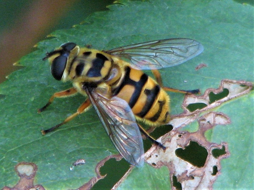 Myathropa florea - halálfejes odúlégy