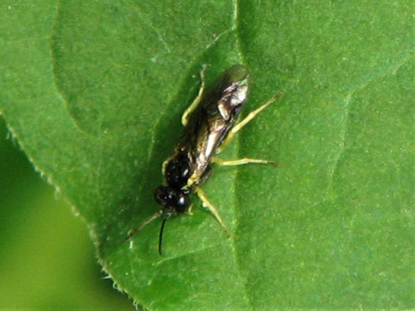 Tenthredinidae - valódi levéldarazsak