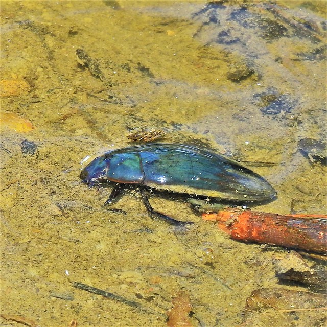 Hydrophilus piceus - közönséges óriáscsibor