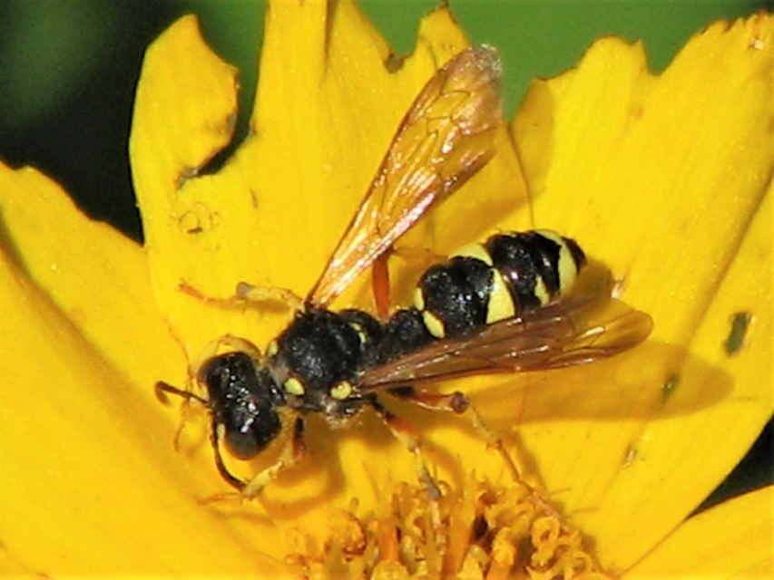 Crabronidae - szitásdarazsak