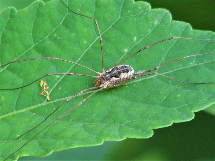 Mitopus morio