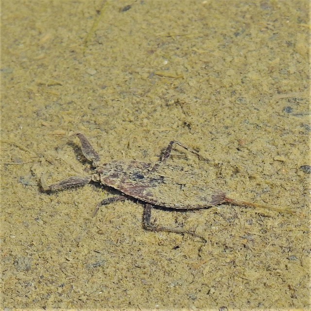Nepa cinerea - víziskorpió