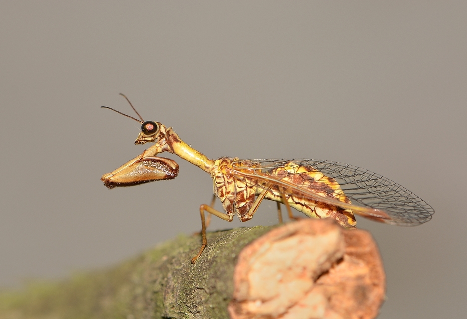 Mantispa styriaca - kétszínű fogólábú-fátyolka