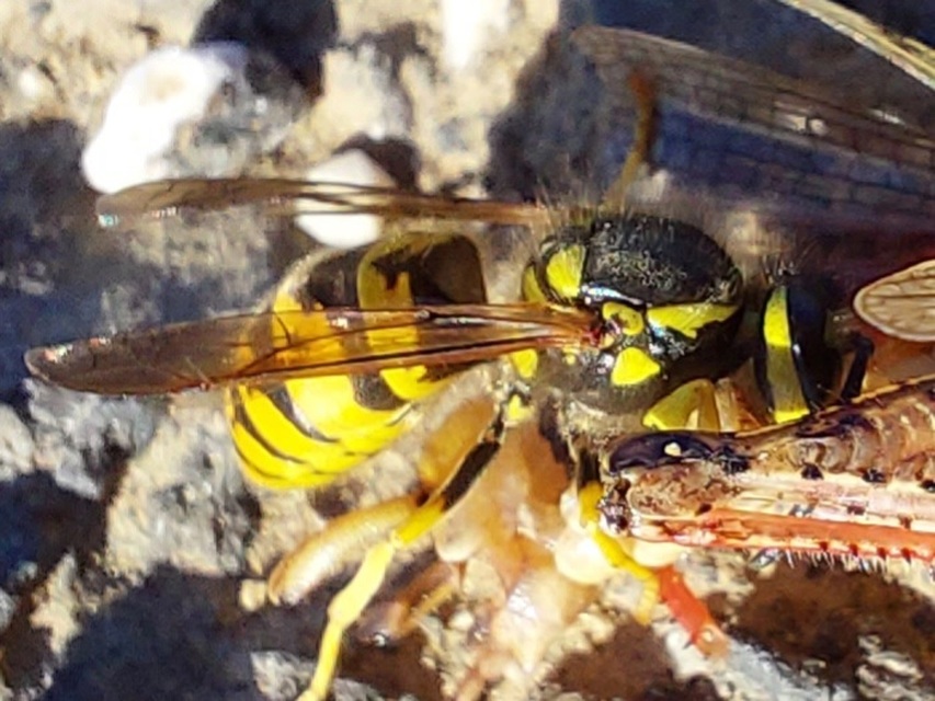 Vespula germanica - német darázs