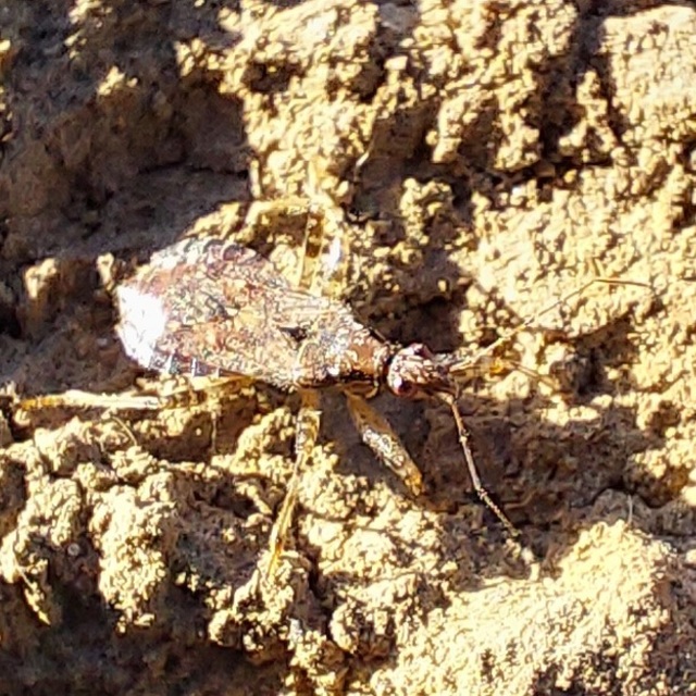 Himacerus