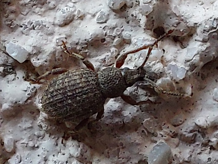 Otiorhynchus hystrix - sörtés gyalogormányos