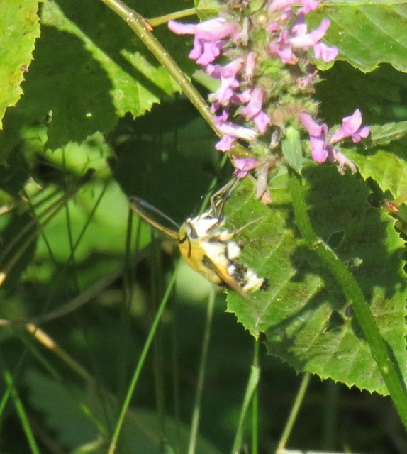 Hemaris tityus - pöszörszender Hemaris tityus - pöszörszender