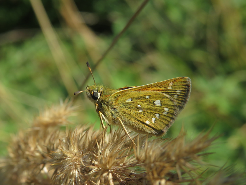 Hesperia comma - vesszős busalepke
