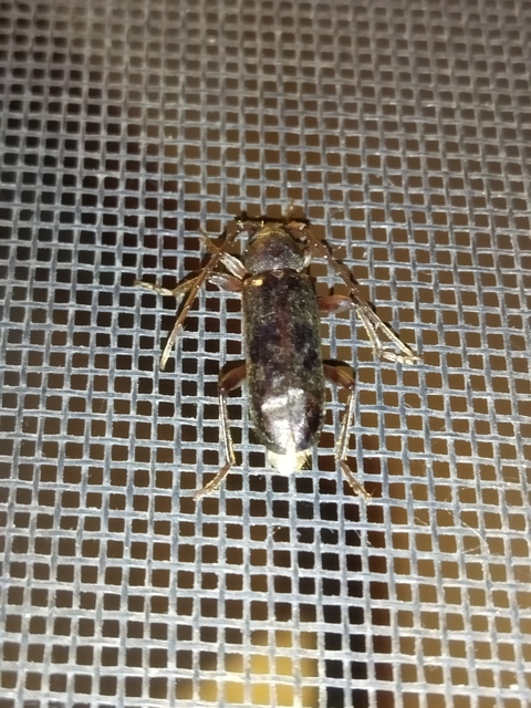 Trichoferus campestris - szállóvendég éjicincér