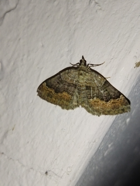 Xanthorhoe quadrifasiata - négysávos tarkaaraszoló