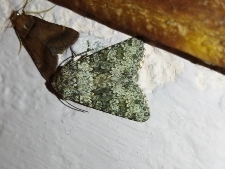 Hecatera dysodea - parajbagoly