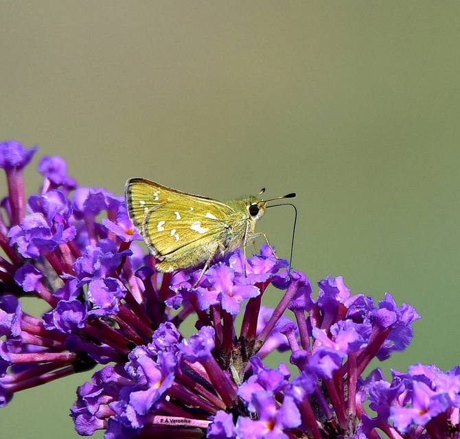 Hesperia comma - vesszős busalepke