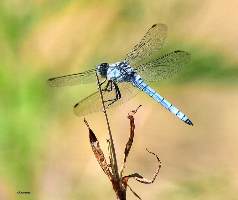 Orthetrum brunneum - pataki pásztorszitakötő