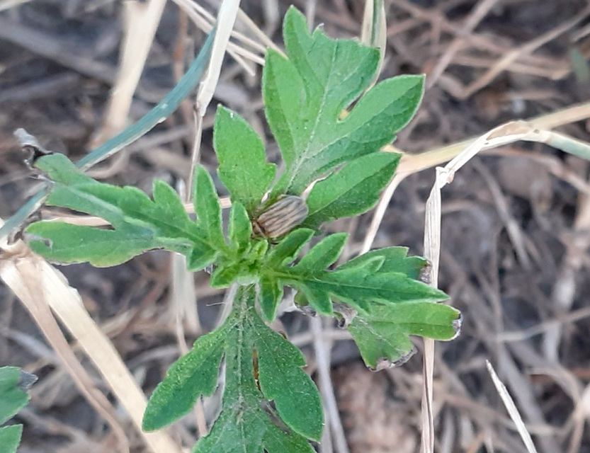 Ophraella communa - parlagfű-olajosbogár
