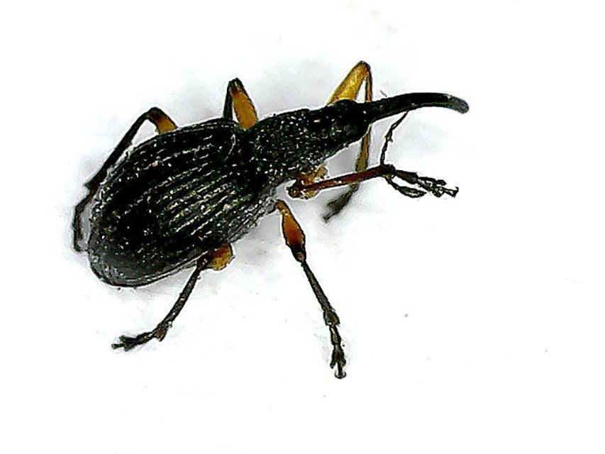 Apioninae Apioninae
