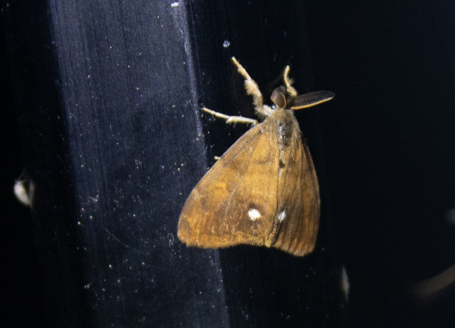 Orgyia antiqua - rozsdabarna kisszövő