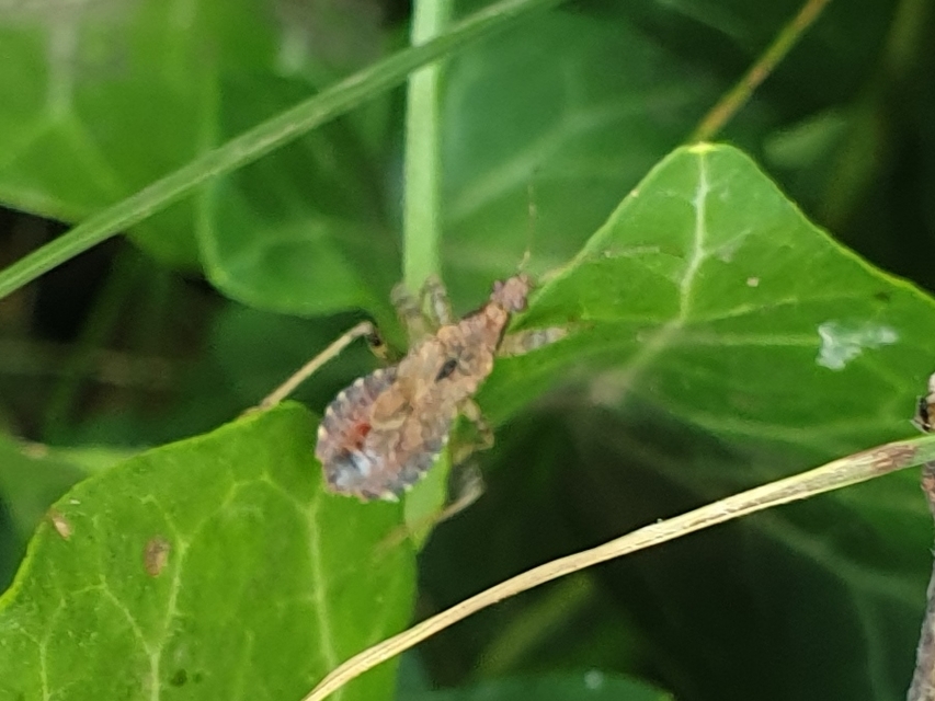 Himacerus apterus - nagy tolvajpoloska