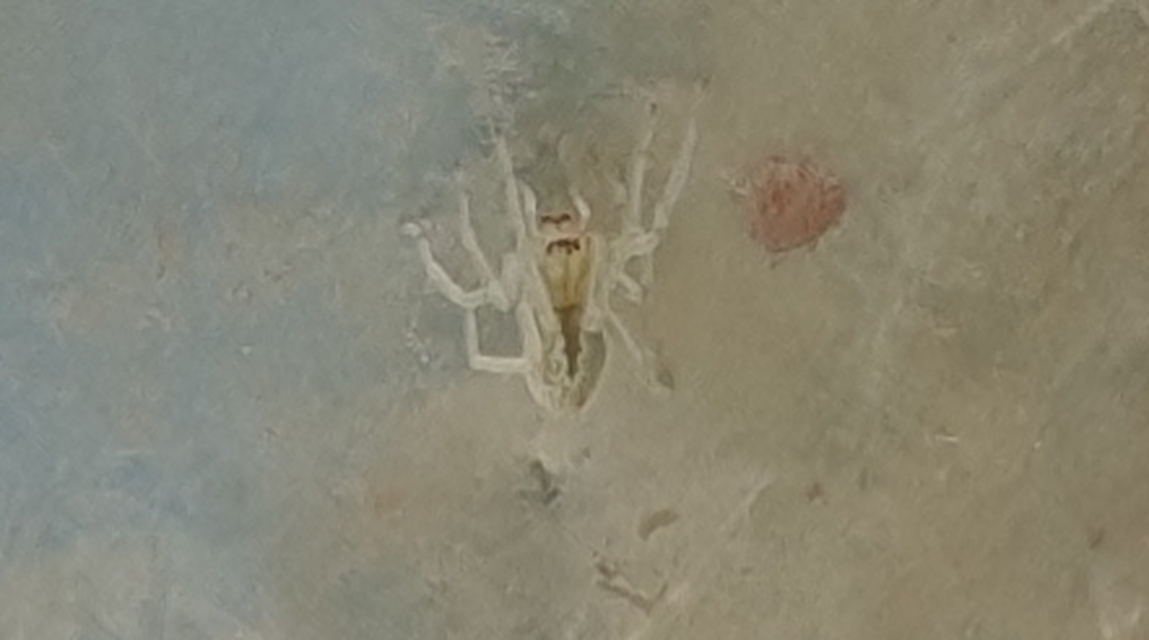 Cheiracanthium