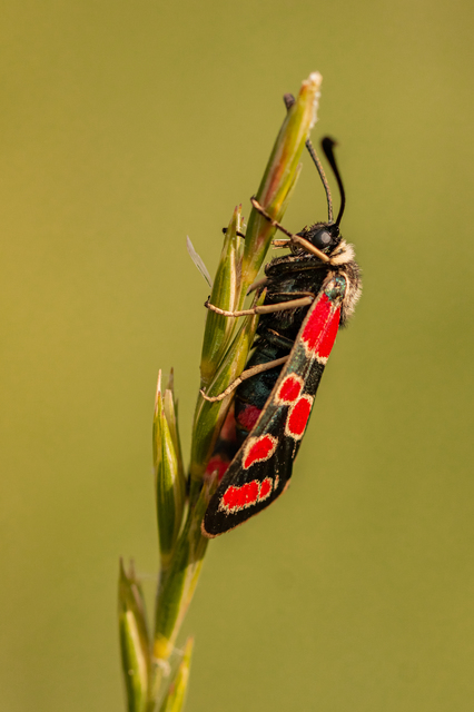 Zygaena carniolica - fehérgyűrűs csüngőlepke