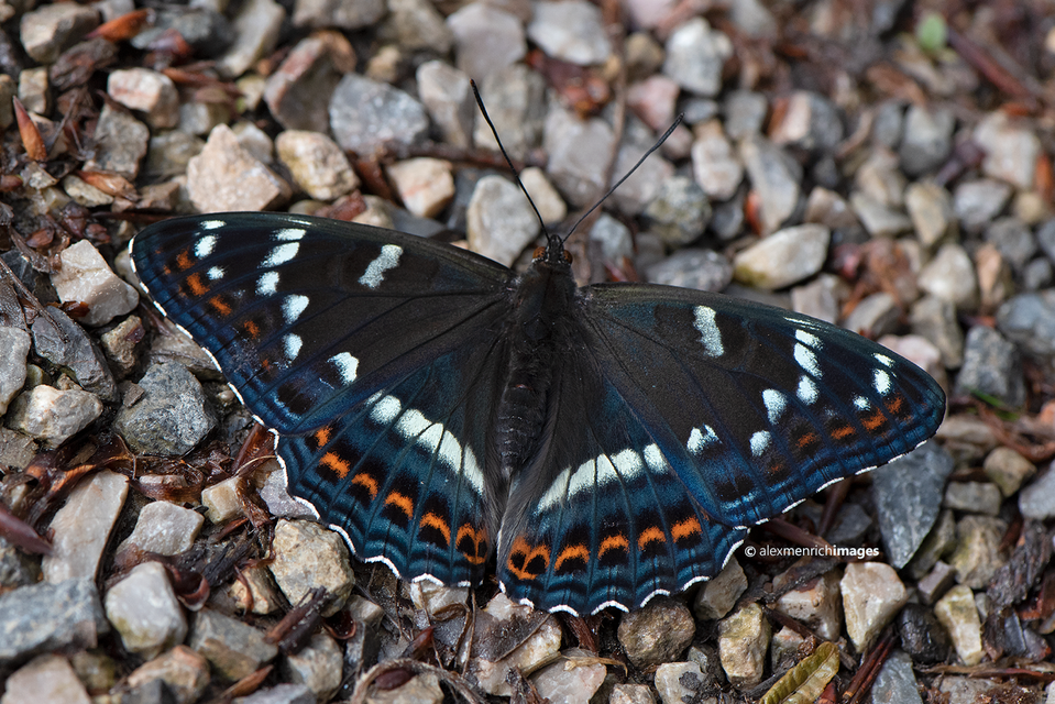 Limenitis populi - nagy nyárfalepke