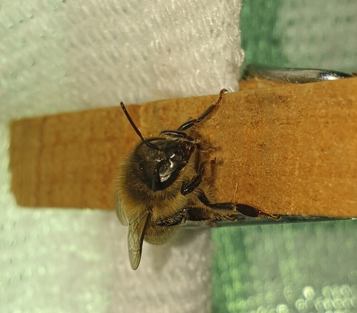Apis mellifera - háziméh
