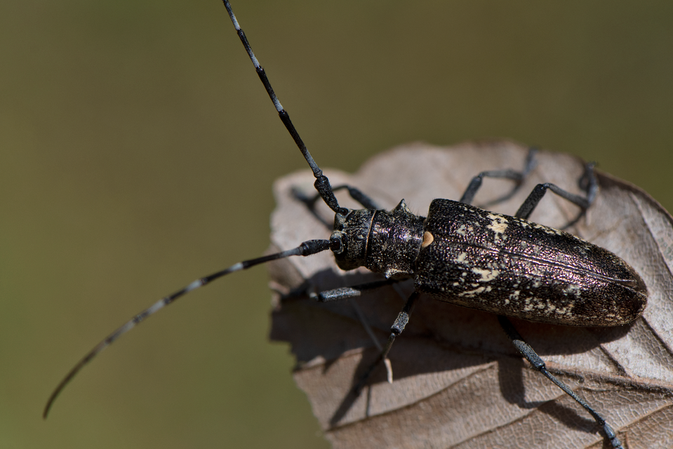 Monochamus sartor - nagy fenyvescincér