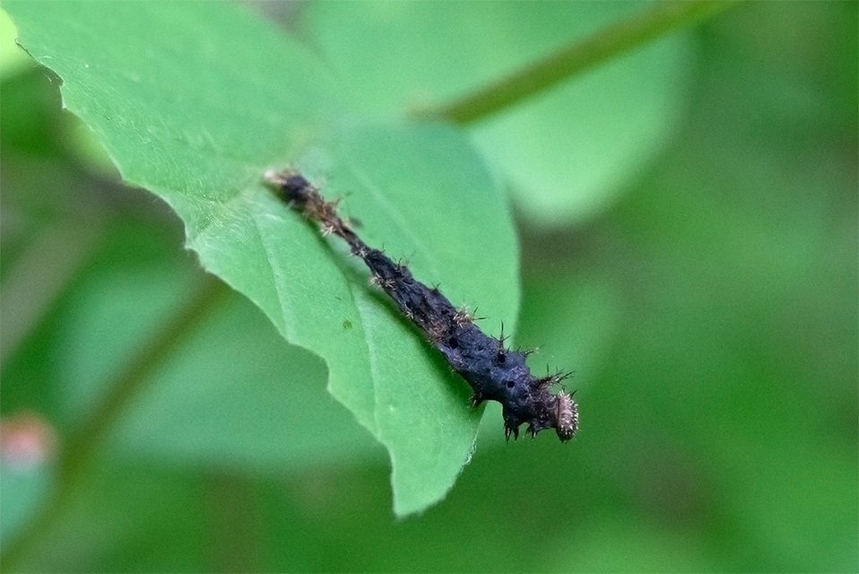 Limenitis camilla - kis lonclepke