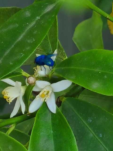 Lucilia