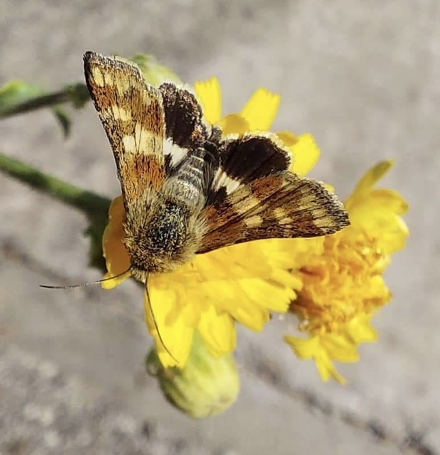 Schinia cardui - keserűgyökér-nappalibagoly