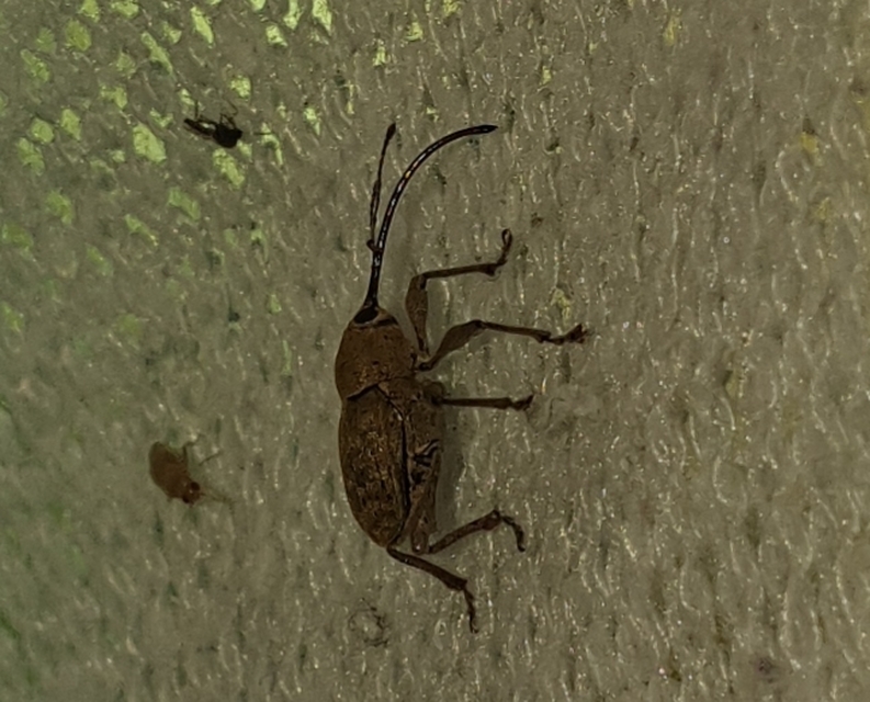 Curculio glandium - tölgymakkzsuzsóka
